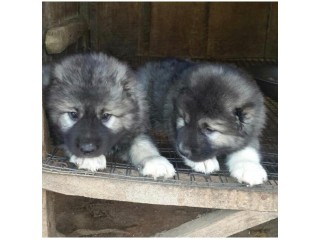 Caucasian Shepherd puppies for sale