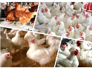 WE HAVE OLD LAYERS 1350, POINTS OF LAY 1200, PULLET 300 FOR SALE IN NIGERIA WE DELIVER NATION WIDE CALL +2348166791392 TO PLACE YOUR ORDER.