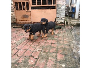 Pure breed Rottweiler puppies available for sales