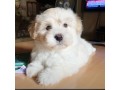 pure-breed-lhasa-apso-puppies-ready-for-a-new-home-small-1