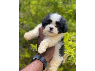 Pure breed Lhasa apso puppies ready for a new home