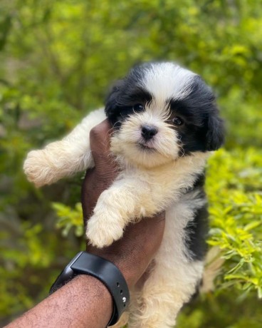 pure-breed-lhasa-apso-puppies-ready-for-a-new-home-big-0