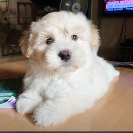 pure-breed-lhasa-apso-puppies-ready-for-a-new-home-big-1