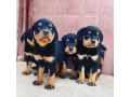 pure-breed-rottweiler-puppy-for-sale-small-1