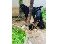 pure-breed-rottweiler-puppy-for-sale-small-0
