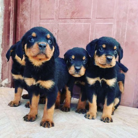 pure-breed-rottweiler-puppy-for-sale-big-1