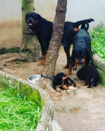 pure-breed-rottweiler-puppy-for-sale-big-0