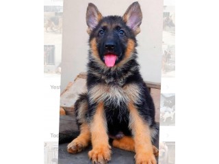 Pure breed German Shepherd puppy for sale