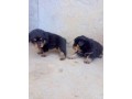 pure-breed-rottweiler-dogpuppy-available-for-sale-going-for-n55000-contact08145445191-small-2