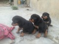 pure-breed-rottweiler-dogpuppy-available-for-sale-going-for-n55000-contact08145445191-small-0