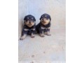 pure-breed-rottweiler-dogpuppy-available-for-sale-going-for-n55000-contact08145445191-small-1