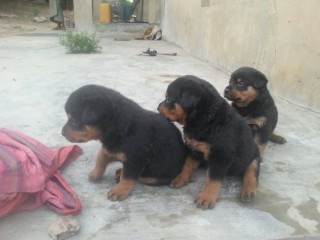 Pure breed Rottweiler  Dog/Puppy  Available For Sale Going For N55,000  Contact:08145445191