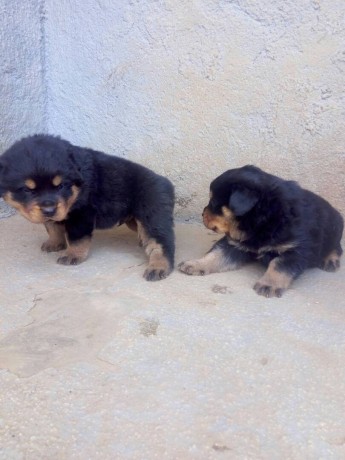 pure-breed-rottweiler-dogpuppy-available-for-sale-going-for-n55000-contact08145445191-big-2