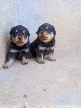 pure-breed-rottweiler-dogpuppy-available-for-sale-going-for-n55000-contact08145445191-big-1