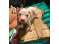 pure-breed-pitbull-dogpuppy-available-for-sale-going-for-n55000-contact08145445191-small-0