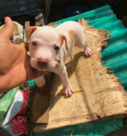 pure-breed-pitbull-dogpuppy-available-for-sale-going-for-n55000-contact08145445191-big-0