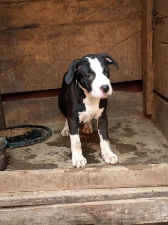 pure-breed-pitbull-dogpuppy-available-for-sale-going-for-n55000-contact08145445191-big-2