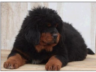 Pure breed Tibetan Mastiff  Dog/Puppy  Available For Sale Going For N55,000  Contact:08145445191