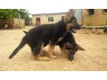 german-shepherd-puppies-for-sale-small-0