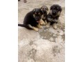 german-shepherd-puppies-for-sale-small-1