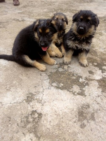 german-shepherd-puppies-for-sale-big-1