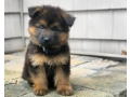 german-shepherd-dogs-two-weeks-old-well-vaccinated-free-from-rabbies-small-2