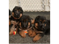 german-shepherd-dogs-two-weeks-old-well-vaccinated-free-from-rabbies-small-1