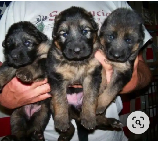 german-shepherd-dogs-two-weeks-old-well-vaccinated-free-from-rabbies-big-0