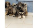 caucasian-shepherd-puppies-for-sale-small-2