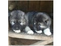 caucasian-shepherd-puppies-for-sale-small-0