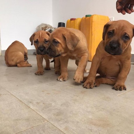 boerboel-puppies-for-sale-big-0