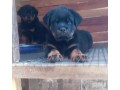 rottweiler-puppies-for-sale-small-0