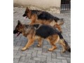 german-shepherd-dog-small-0