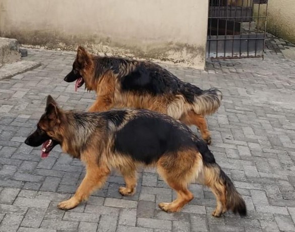 german-shepherd-dog-big-1