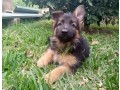 pure-breed-german-shepherd-puppies-available-for-sales-small-1