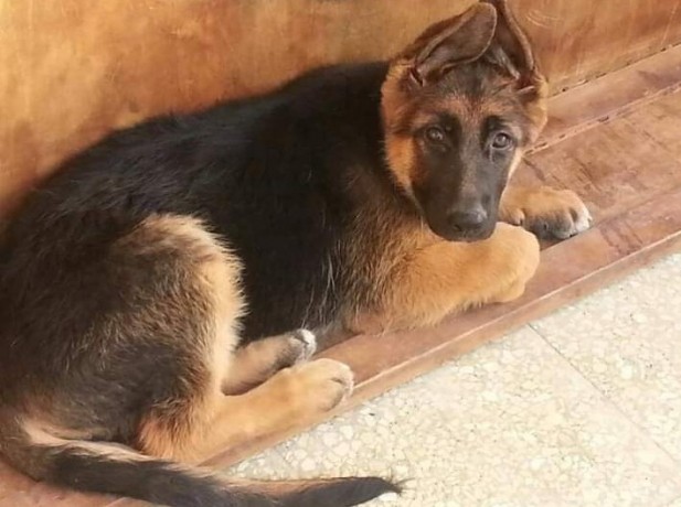 pure-breed-german-shepherd-puppies-available-for-sales-big-0