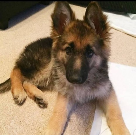 pure-breed-german-shepherd-puppies-available-for-sales-big-2