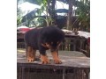 pure-breed-rottweiler-puppy-for-sale-small-1