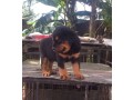 pure-breed-rottweiler-puppy-for-sale-small-0