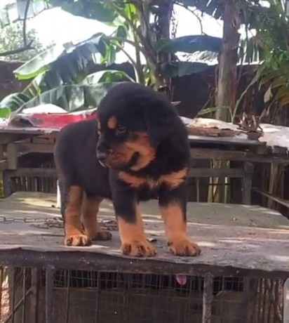 pure-breed-rottweiler-puppy-for-sale-big-0