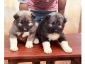 caucasian-shepherd-puppy-small-0