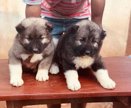 caucasian-shepherd-puppy-big-0