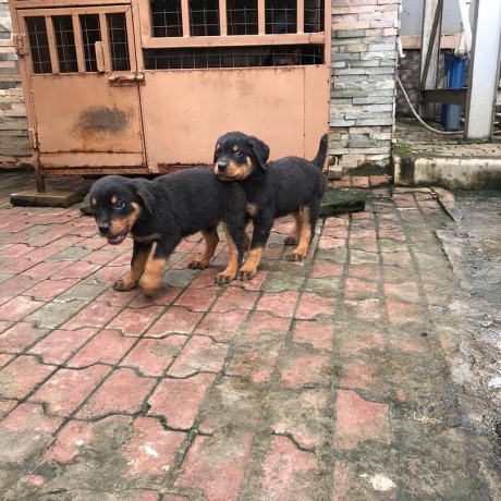 pure-breed-rottweiler-puppies-available-for-sales-big-0