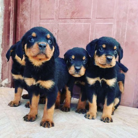 pure-breed-rottweiler-puppies-available-for-sales-big-1