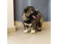 pure-breed-caucasian-puppies-available-for-sales-small-0