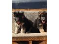 pure-breed-german-shepherd-puppy-for-sale-small-1