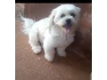 pure-breed-lhasa-apso-puppies-available-for-sales-small-0