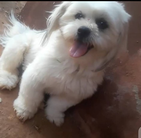 pure-breed-lhasa-apso-puppies-available-for-sales-big-1