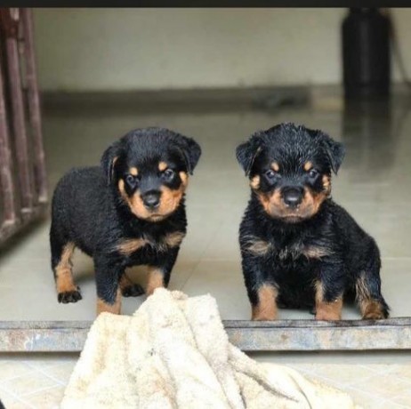 pure-breed-rottweiler-puppies-available-for-sales-big-0