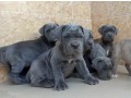 pure-breed-neapolitan-mastiff-dogpuppy-available-for-sale-going-for-n55000-contact08145445191-small-0